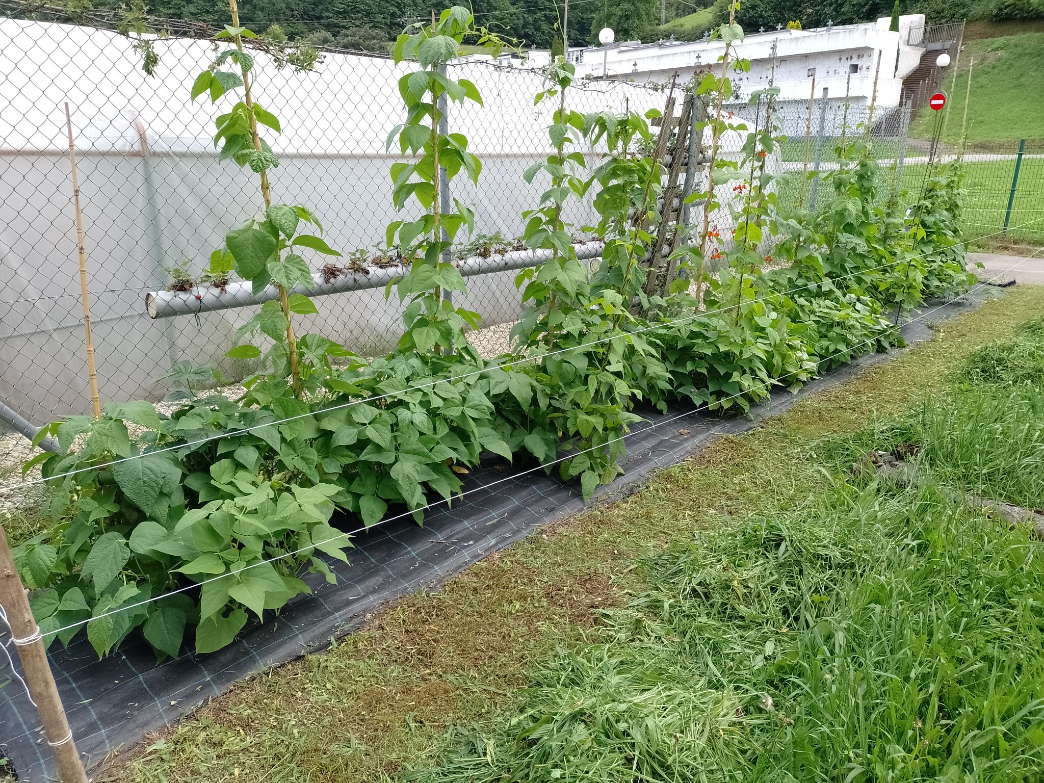 Citizen Science Experiment